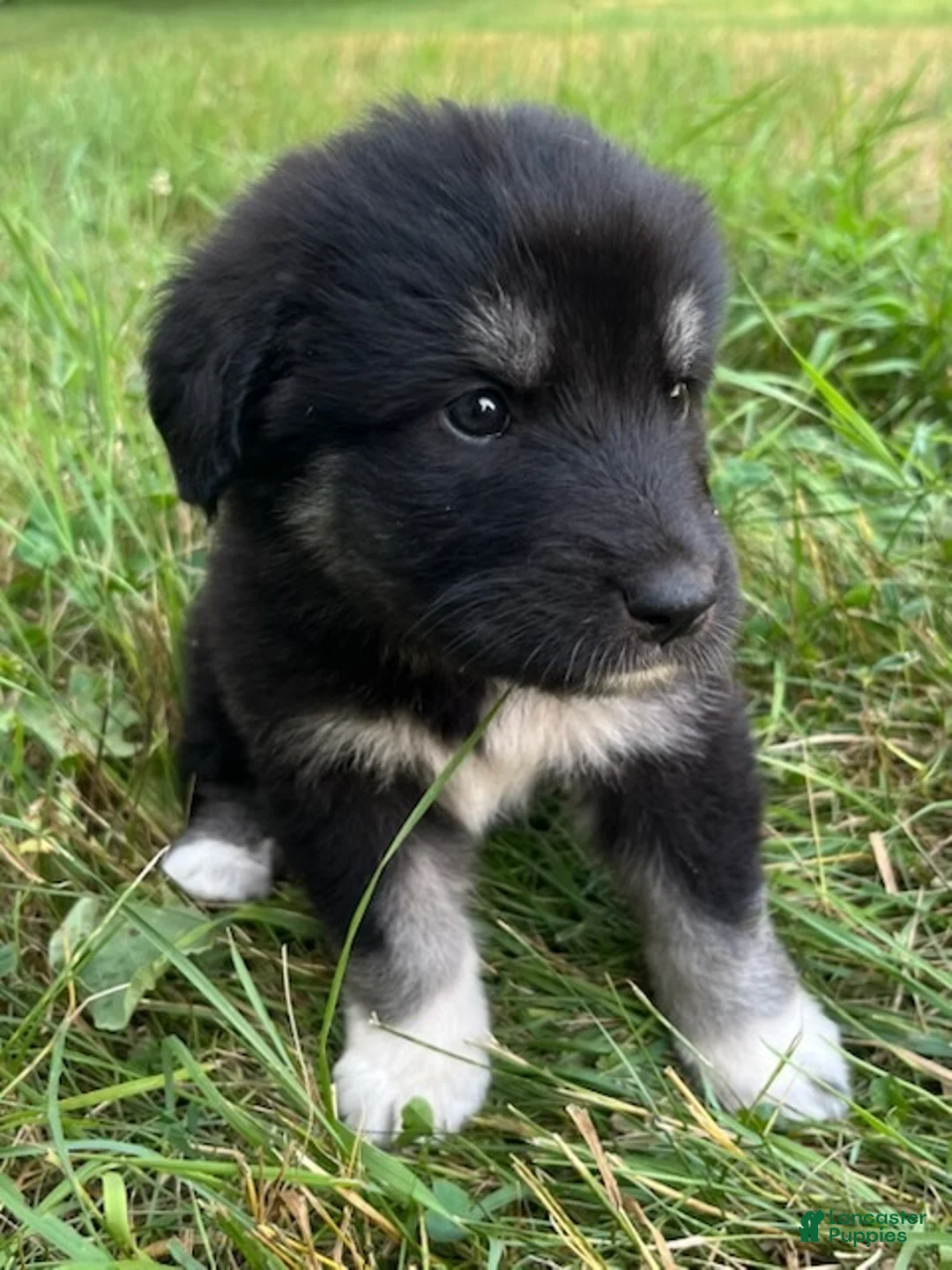 Great Pyrenees dogs for sale: Miley - Ad 1