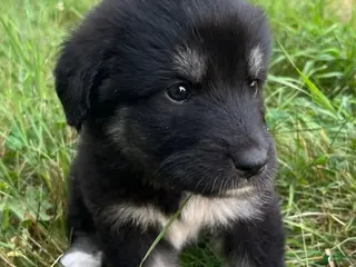 Great Pyrenees dogs Miley - Ad 27