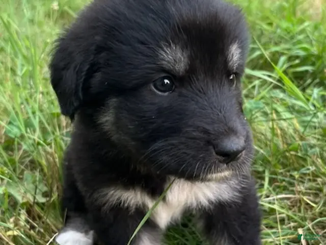 Great Pyrenees dogs for sale: Miley - Ad 16
