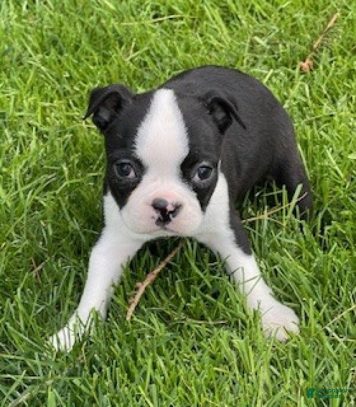 Boston Terrier dogs Crystal - Ad 2
