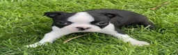 Boston Terrier dogs for sale: Crystal - Ad 2