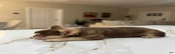 French Bulldog dogs for sale: French Bulldog  - Ad 6