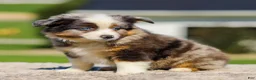 Miniature Australian Shepherd dogs for sale: Hazel - Ad 3