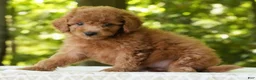 Mini Goldendoodle dogs for sale: Alice - Ad 4