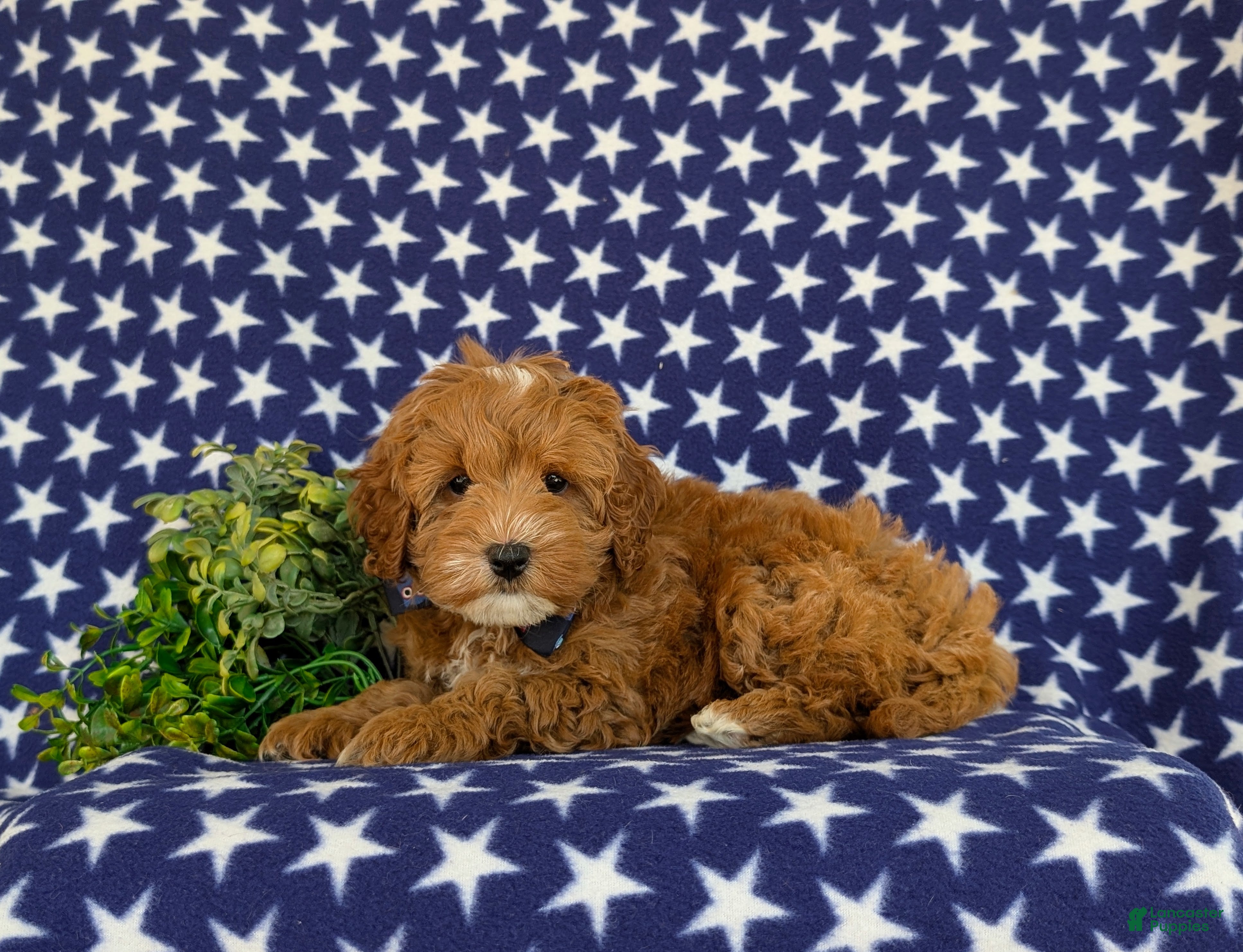 Cavapoo dogs for sale: Omar Hypoallergenic - Ad 4