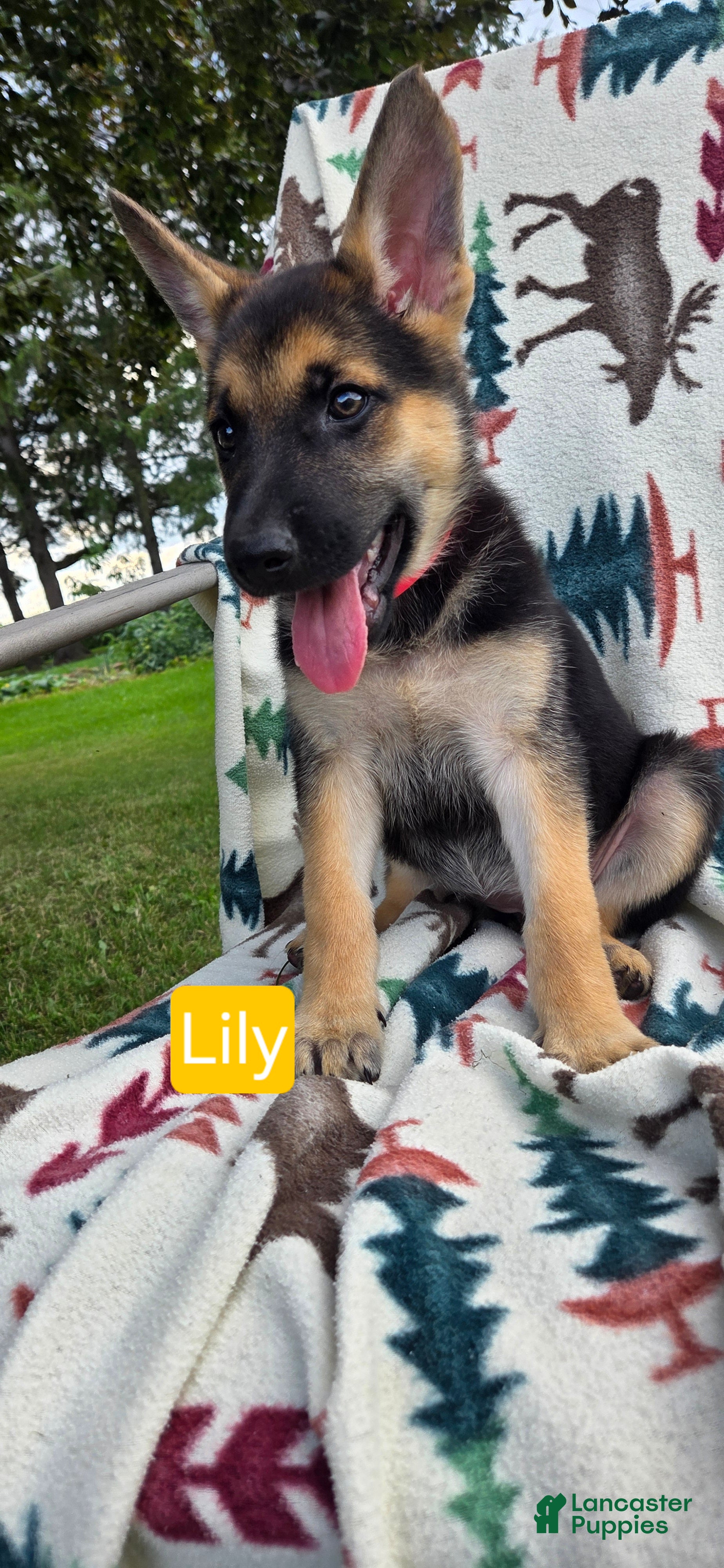 German Shepherd dogs Lily - Ad 14
