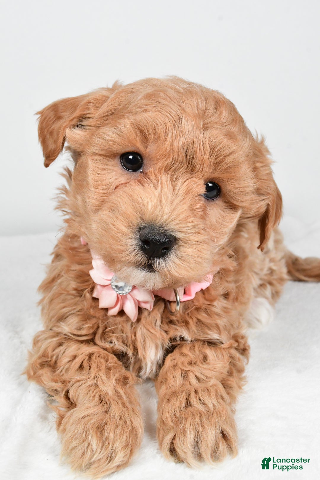 Maltipoo dogs for sale: Jana - Ad 3