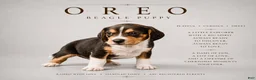 Beagle dogs for sale: Beagle 5 - Ad 1