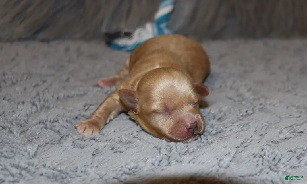 Havapoo dogs for sale: Family Companion 👨‍👨‍👧‍👦💞🐕D - Ad 1