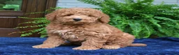 Mini Goldendoodle dogs for sale: Hugo  - Ad 4