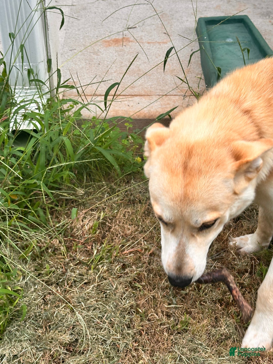 Mixed Breed dogs for sale: Bluey  - Ad 3