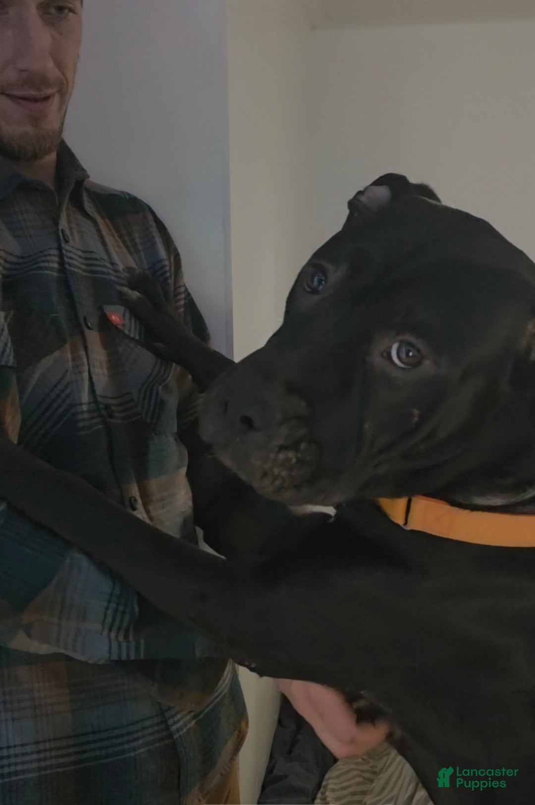 Mixed Breed dogs for sale: Wall•E - Ad 5