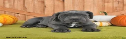 Cane Corso dogs for sale: Cowboy - Ad 4