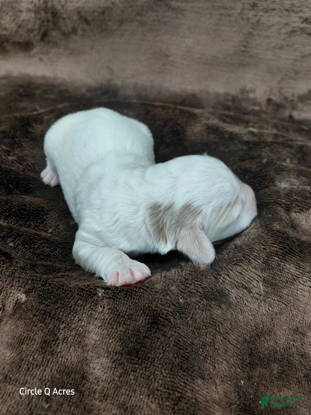 Mini Goldendoodle dogs for sale: Eagle - Ad 9