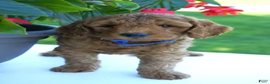 Teddy-F1b