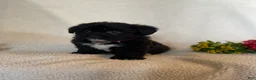 Corgipoo dogs for sale: Johnny - Ad 4