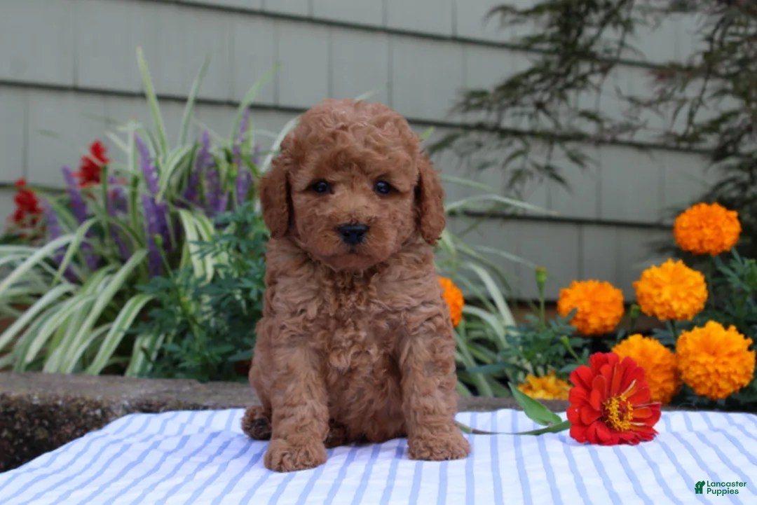 Miniature Poodle dogs for sale: Hank  - Ad 4