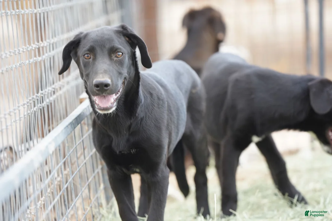 Mixed Breed dogs for sale: Jet Tiscar Farm Dog - Ad 7