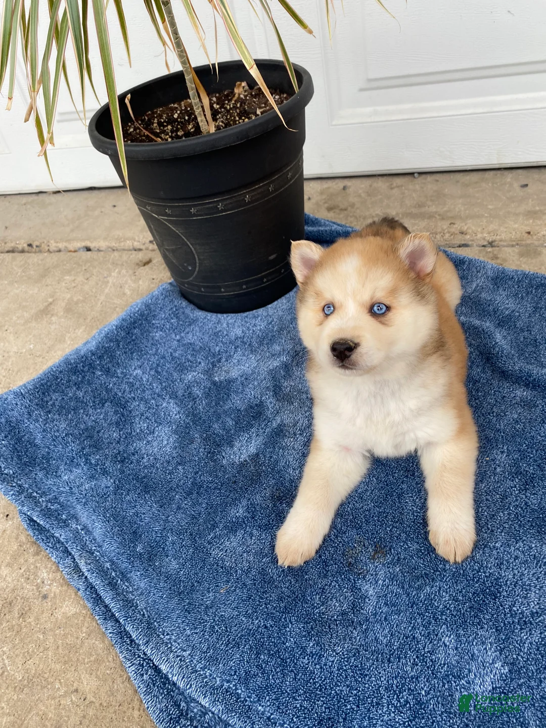 Siberian Husky dogs for sale: Jane - Ad 2