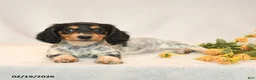 Miniature Dachshund dogs for sale: Blossom - Ad 5