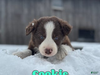 Border Collie dogs - Ad 1