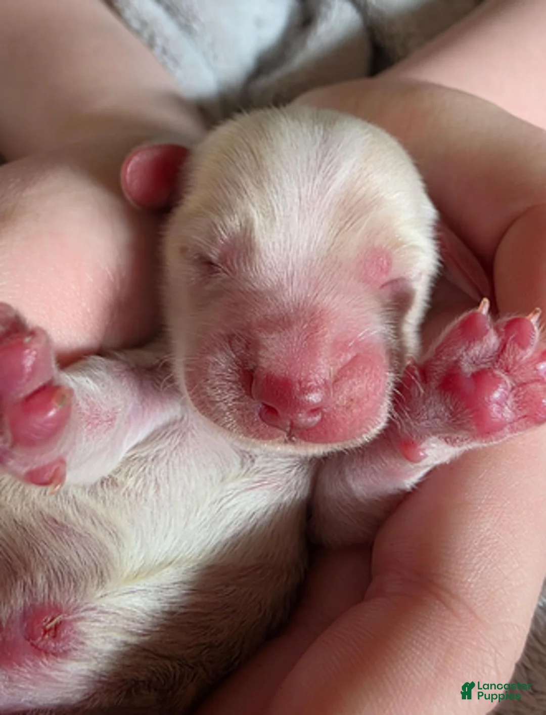 Dachshund dogs for sale: Baby boy teal heart - Ad 1