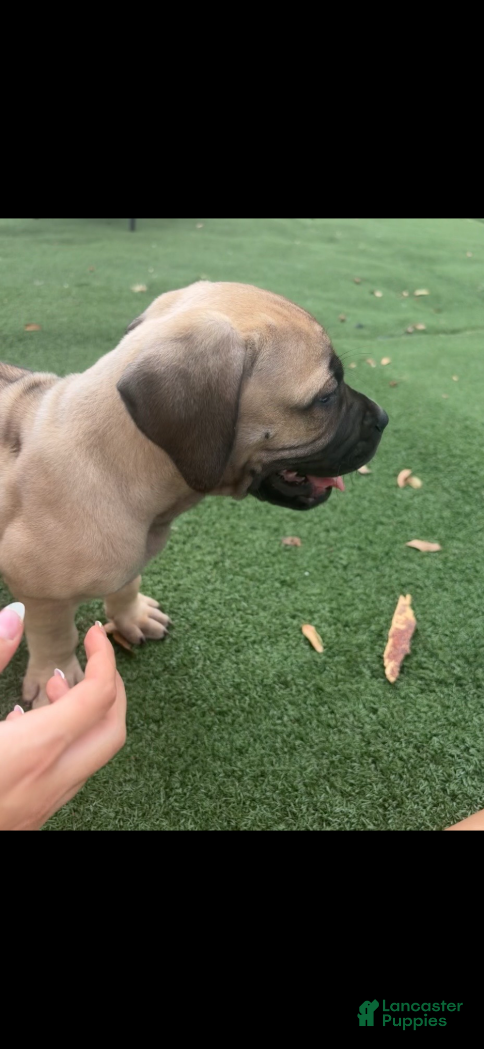 South African Boerboels dogs South African Boerboels 3 - Ad 2