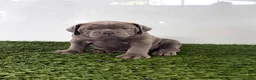 Olde English Bulldogge dogs for sale: Lexi - Ad 3
