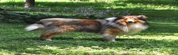 Shetland Sheepdog dogs for sale: Charlotte - Ad 7