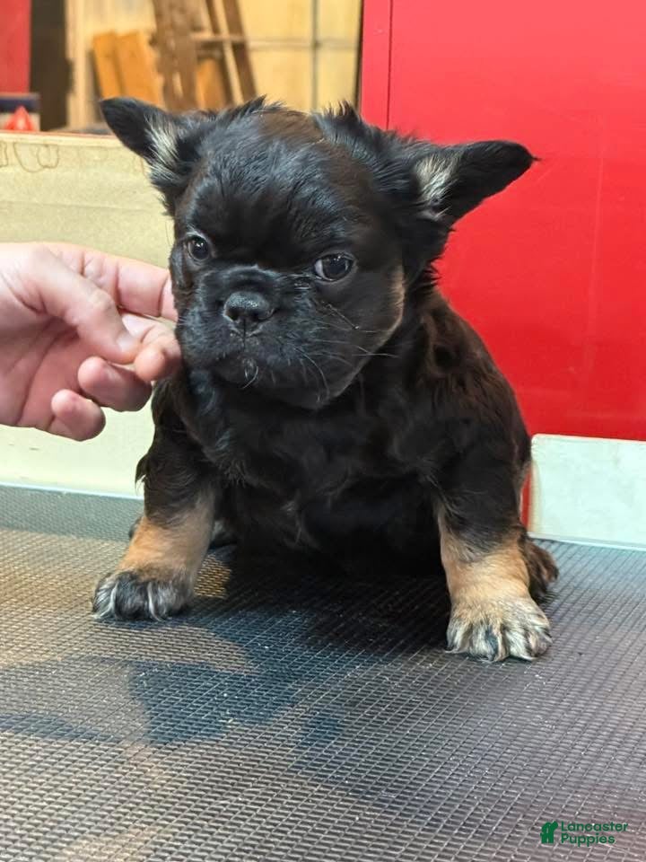 French Bulldog dogs for sale: French Bulldog Puppy 4 - Ad 2