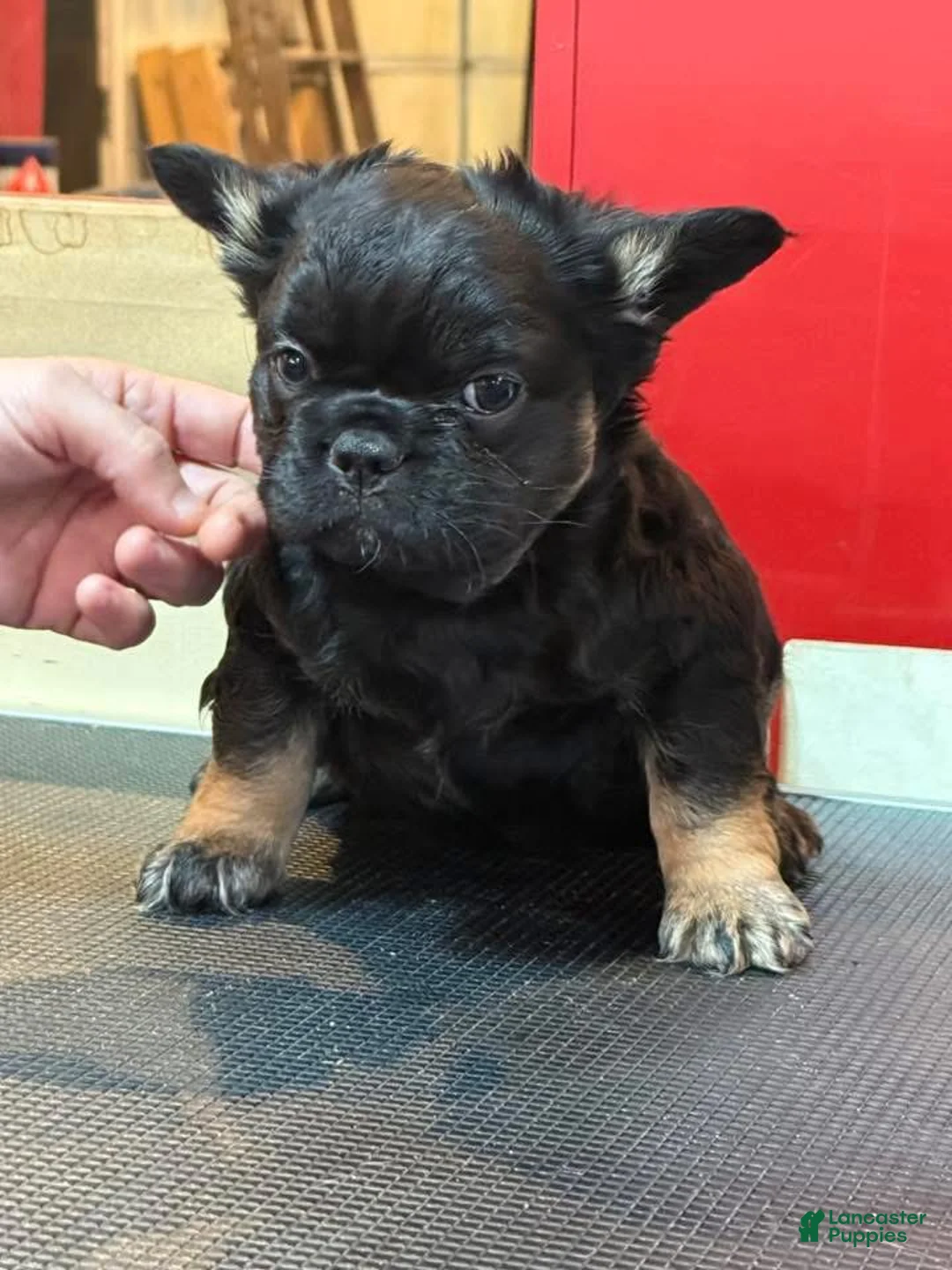 French Bulldog dogs for sale: French Bulldog Puppy 4 - Ad 1