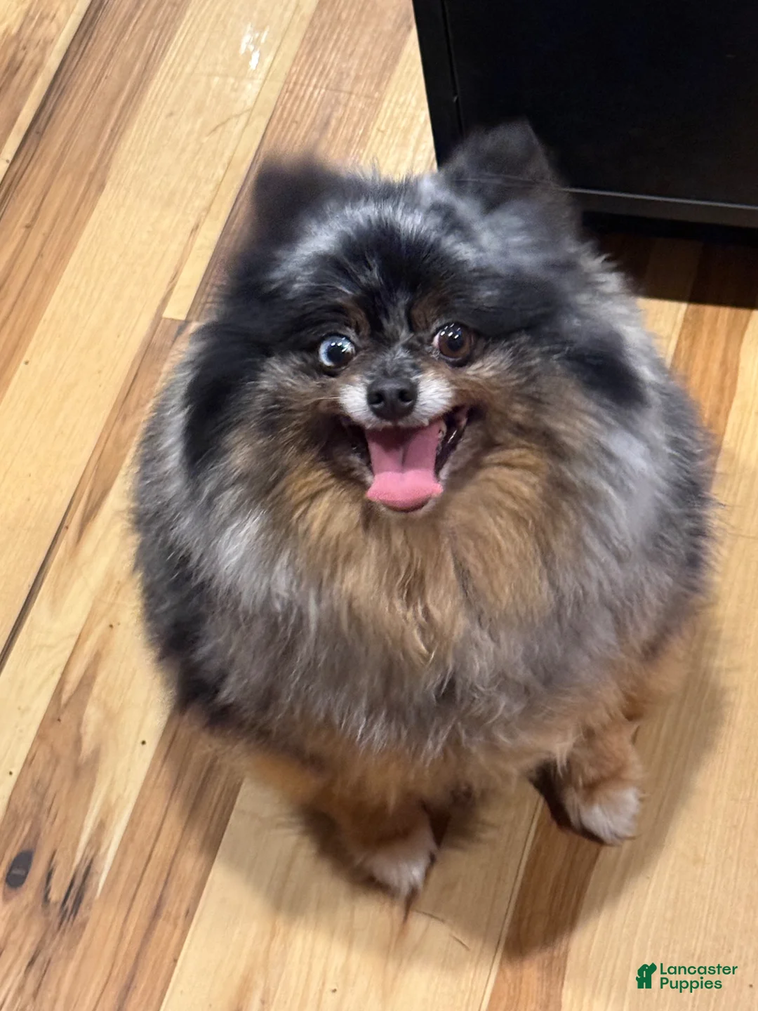 Pomeranian dogs for sale: Gemma  - Ad 5