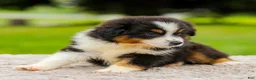Miniature Australian Shepherd dogs for sale: Cory - Ad 5