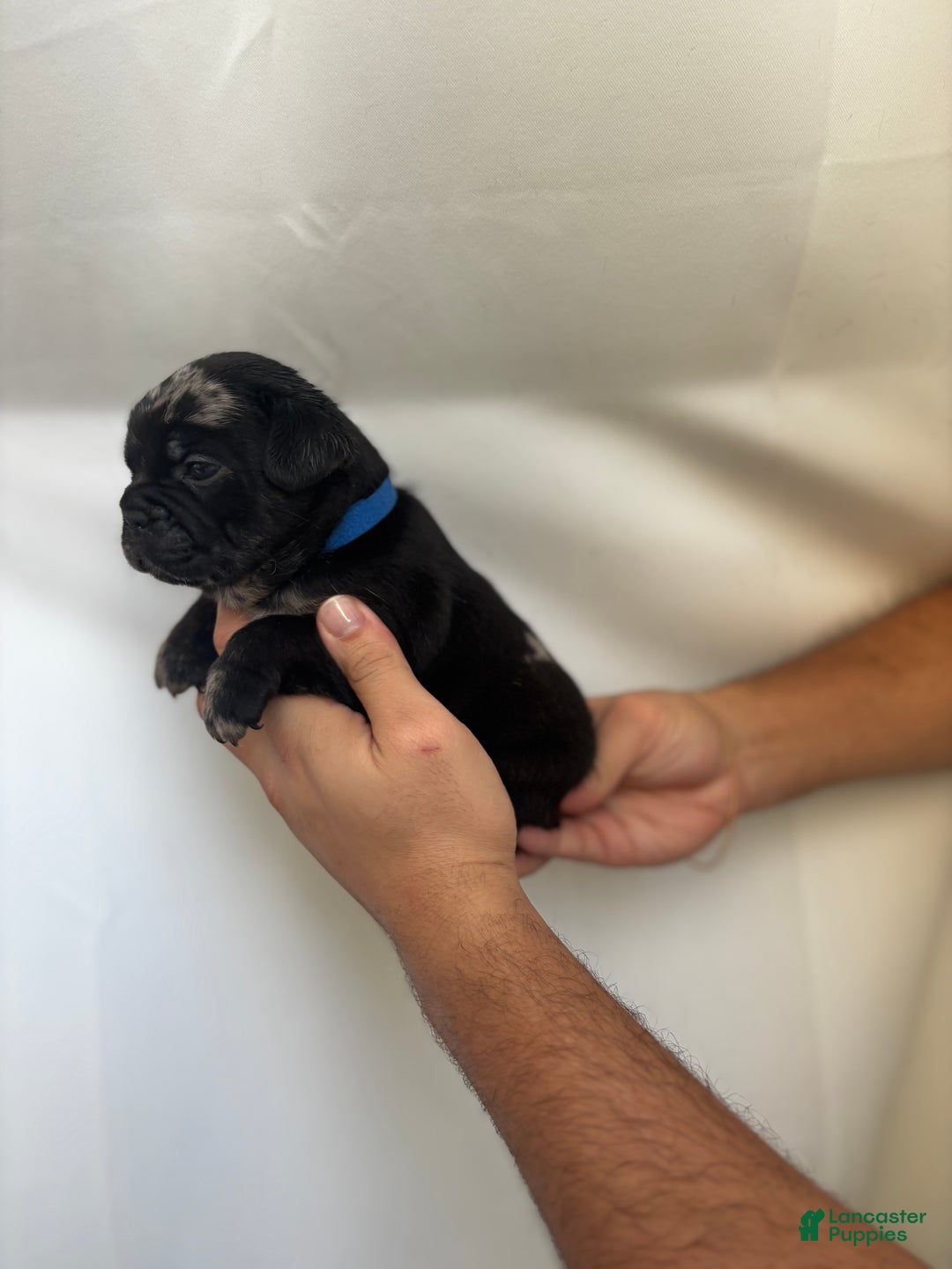 French Bulldog dogs for sale: Cloudy - Ad 4