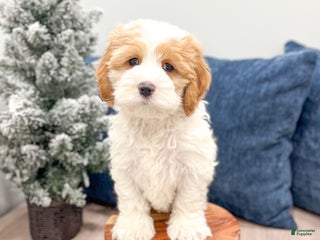 Cockapoo dogs Ruger - Ad 28