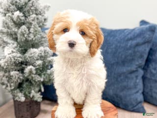 Cockapoo dogs Ruger - Ad 23