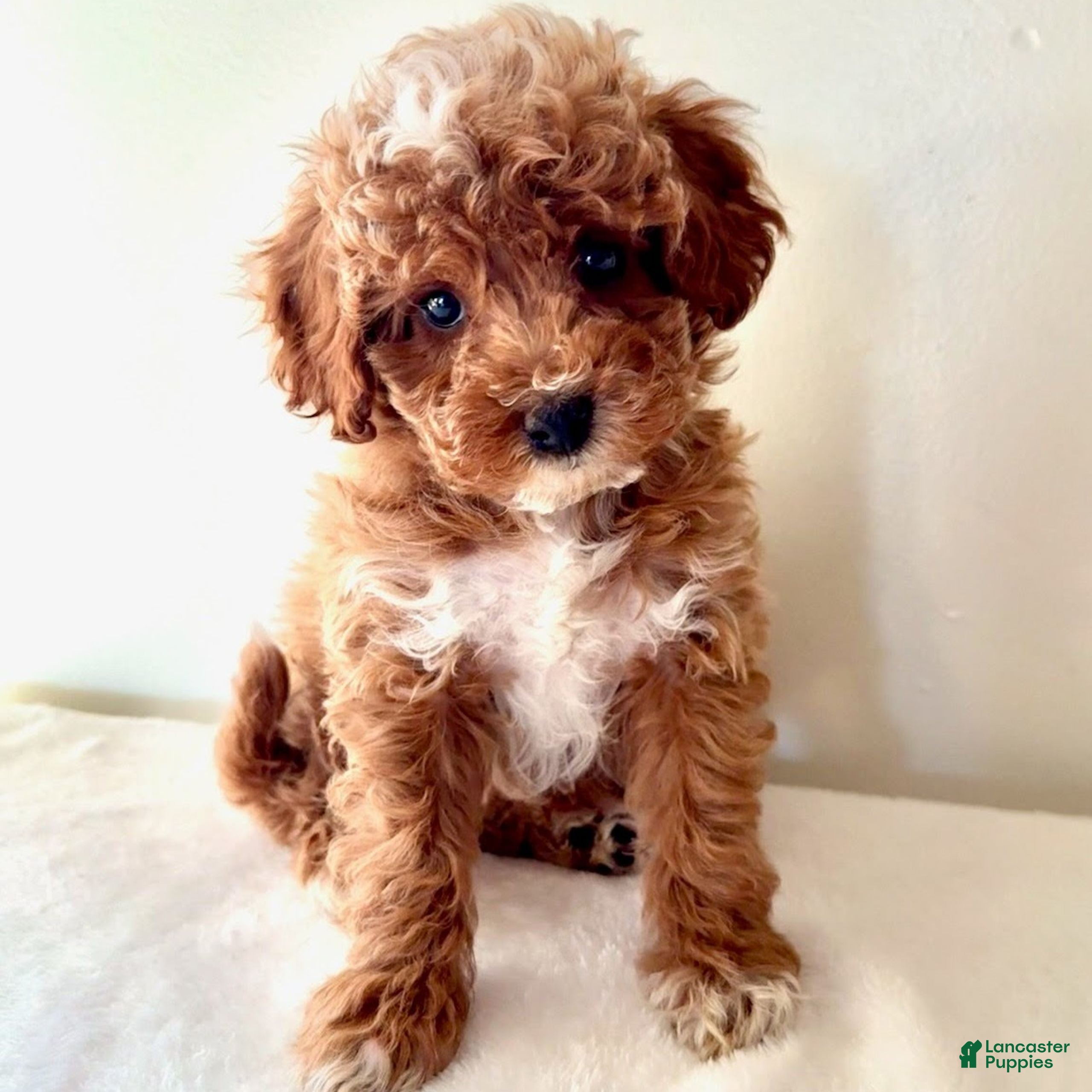 Cavapoo dogs for sale: Samantha  - Ad 3