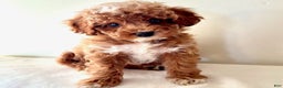 Cavapoo dogs for sale: Samantha  - Ad 1