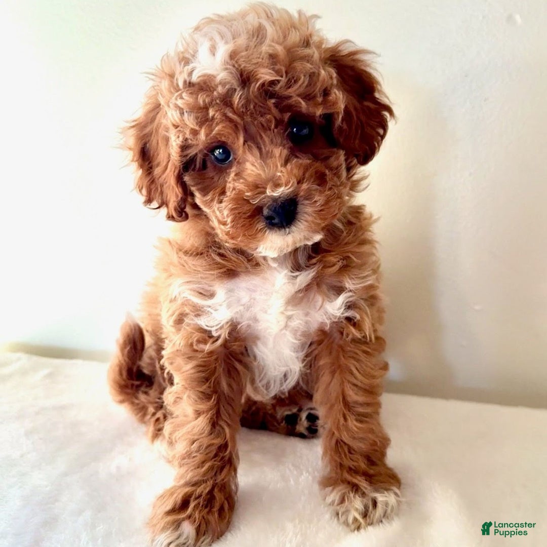 Cavapoo dogs for sale: Samantha  - Ad 1