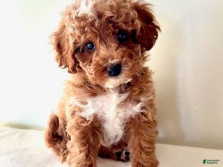 Cavapoo dogs for sale: Samantha - Ad 3