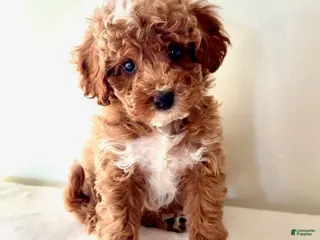 Cavapoo dogs Samantha - Ad 8