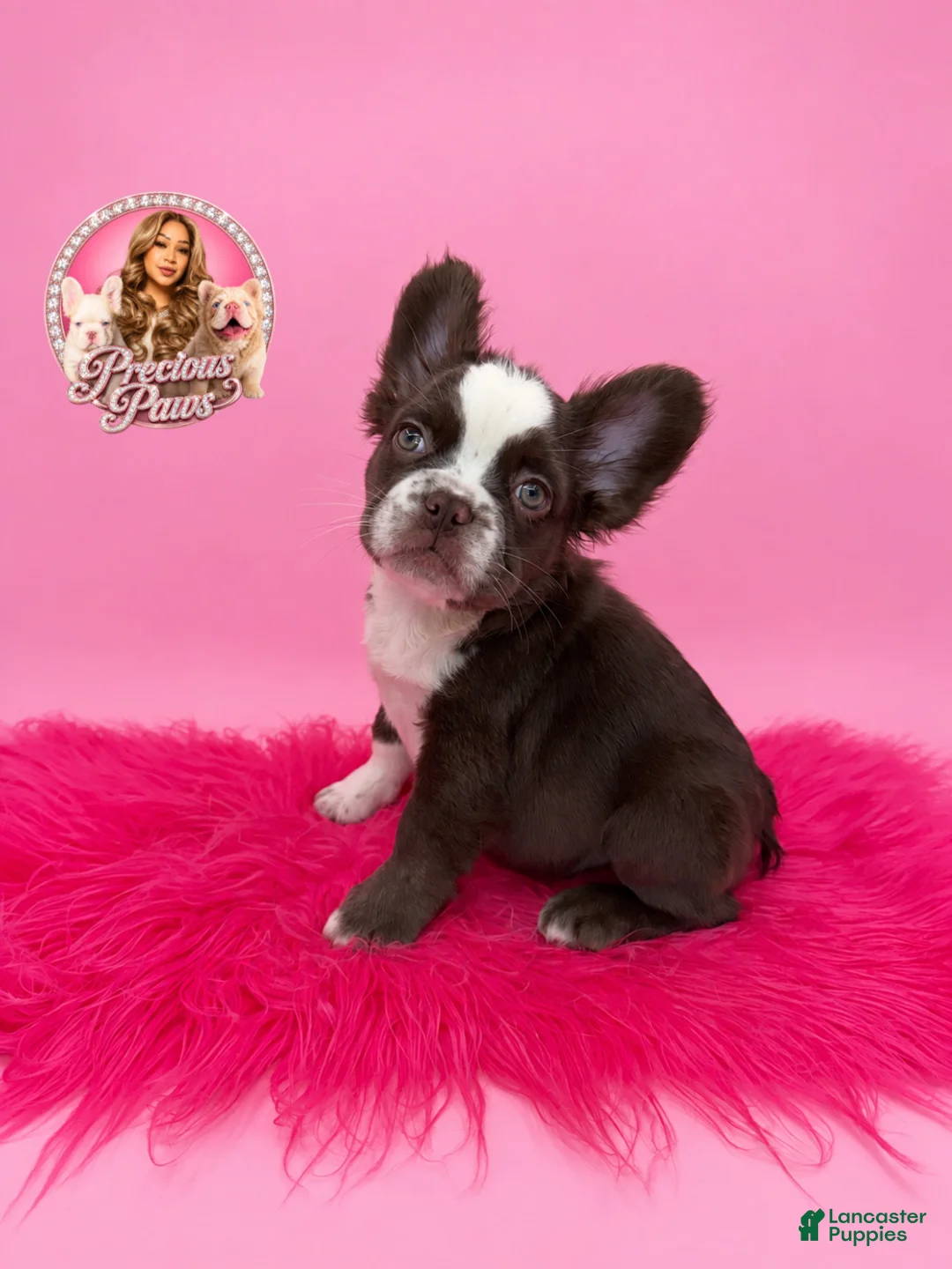 French Bulldog dogs for sale: Blaze ❤️‍🔥 - Ad 1