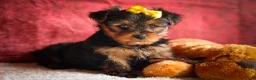 Yorkshire Terrier dogs for sale: DIESEL - Ad 3