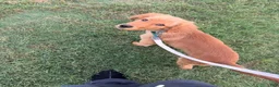 Golden Retriever dogs for sale: Golden Retriever 1 - Ad 3