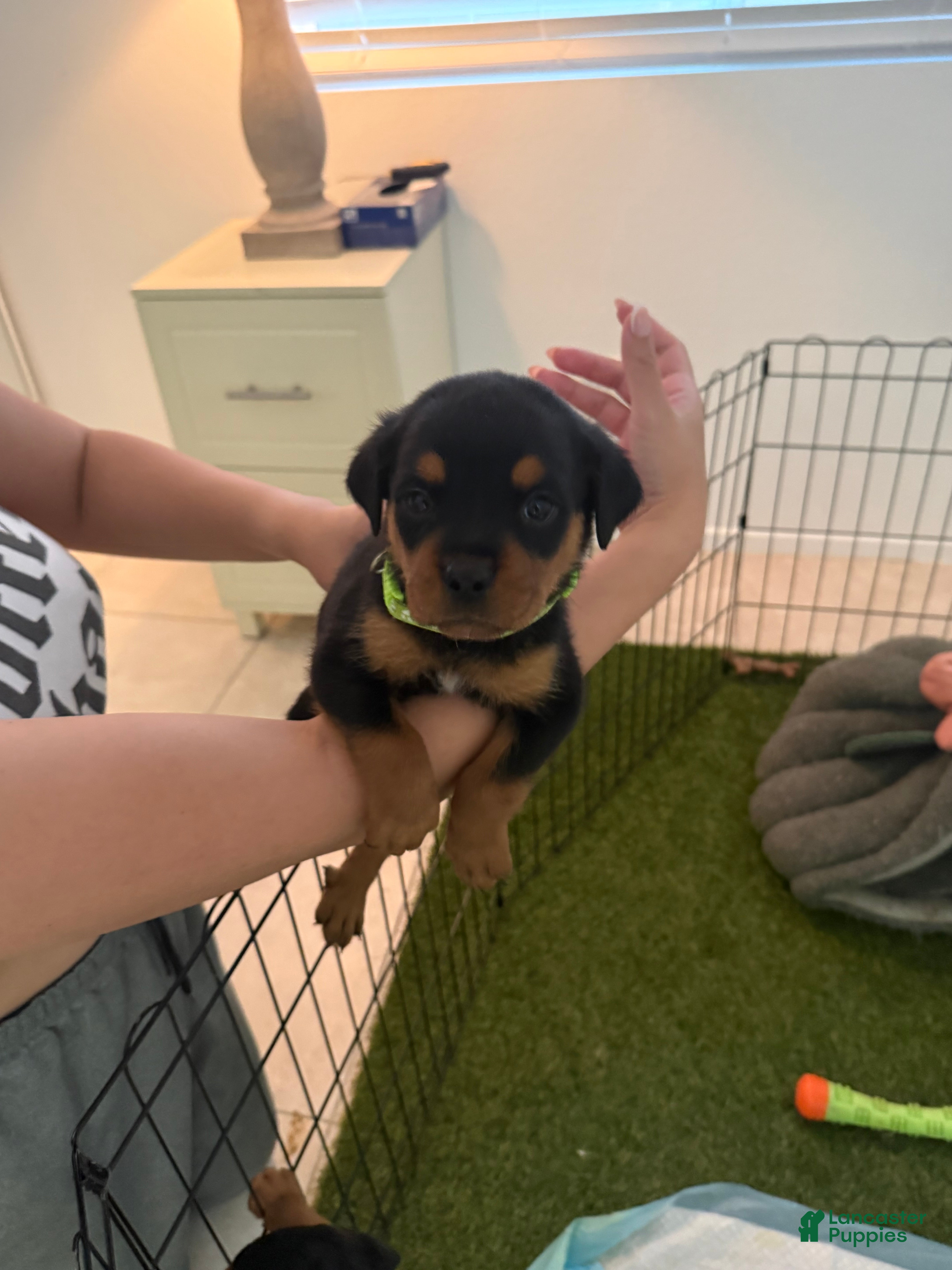 Rottweiler dogs Rottweiler lime green - Ad 8