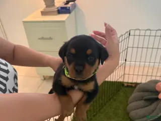 Rottweiler dogs Rottweiler lime green - Ad 8