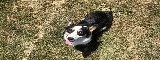 Dixie 