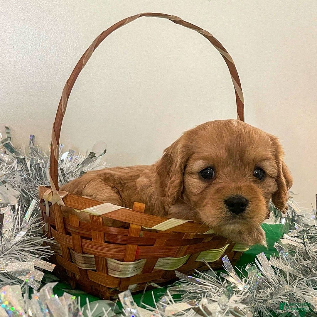 Cavapoo dogs for sale: Carmel - Ad 3