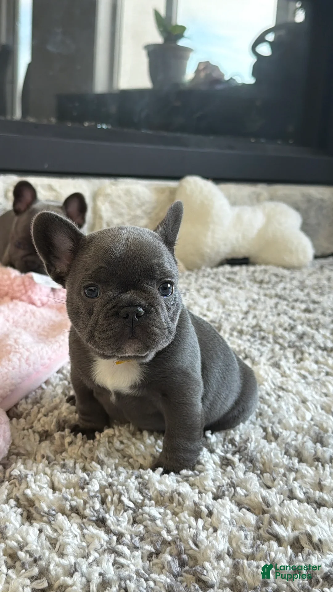 French Bulldog dogs for sale: Nila  - Ad 2
