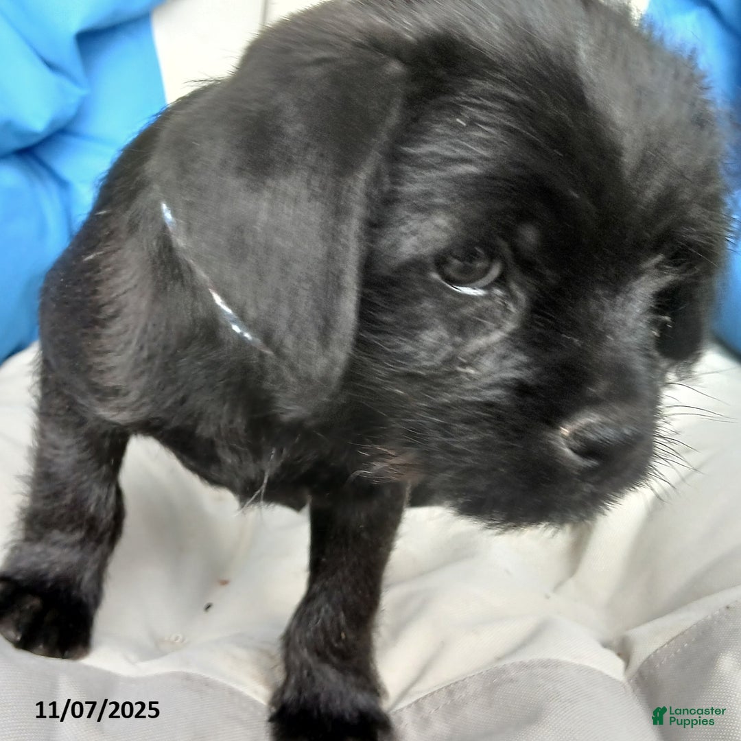 Puggle dogs for sale: Rocky - Ad 1